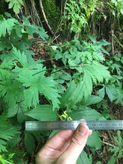 Aconitum noveboracense