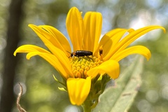 Nemognatha nemorensis