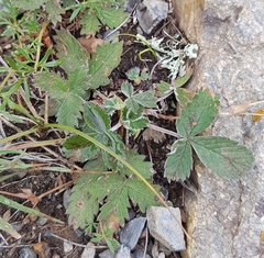 Potentilla nivea