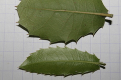 Quercus coccifera calliprinos