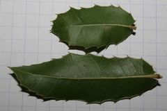 Quercus coccifera calliprinos