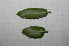 Quercus coccifera calliprinos
