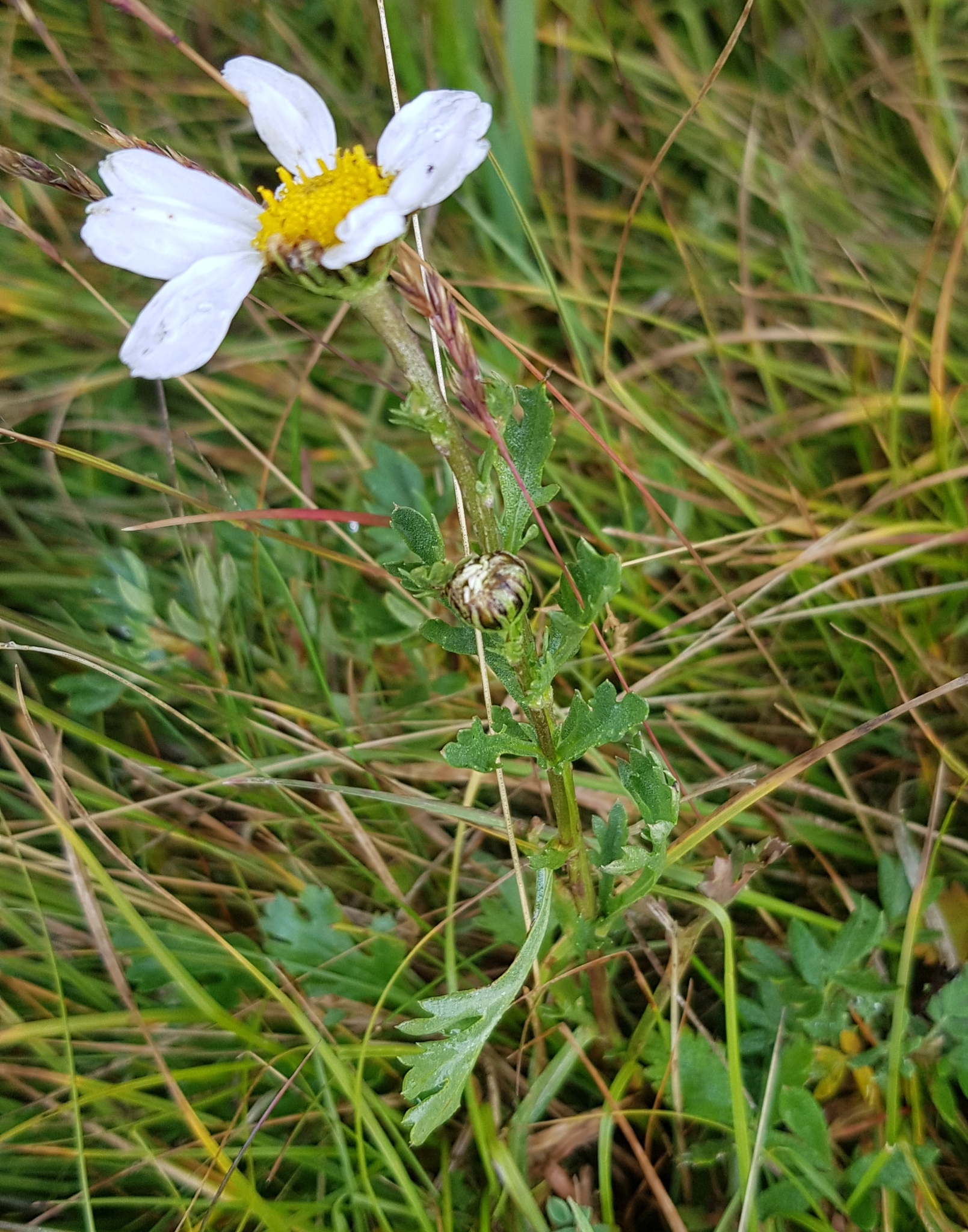 Arctic Chrysanthemum (Chrysanthemum arcticum)