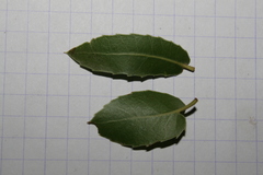 Quercus coccifera calliprinos