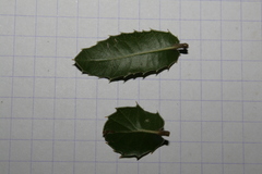 Quercus coccifera calliprinos