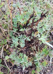 Dasiphora parvifolia