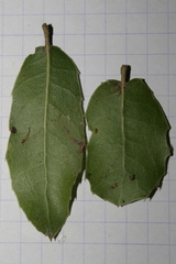Quercus coccifera calliprinos