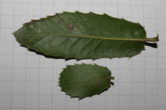 Quercus coccifera calliprinos