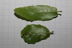 Quercus coccifera calliprinos