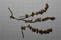 Quercus coccifera calliprinos
