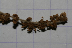 Quercus coccifera calliprinos