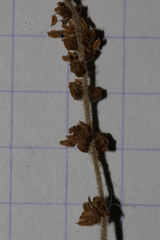 Quercus coccifera calliprinos