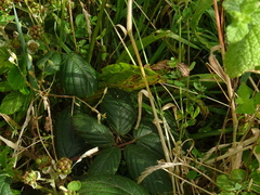 Rubus hochstetterorum