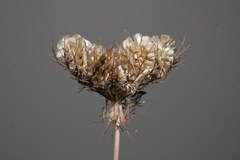 Artedia squamata