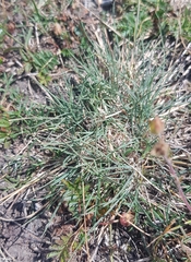 Festuca lenensis
