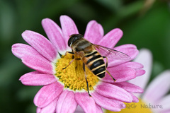 Eristalis cerealis