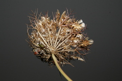 Artedia squamata