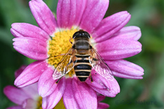 Eristalis cerealis