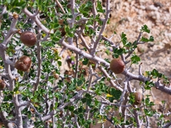 Commiphora capensis