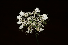Artedia squamata