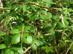 Rubus hochstetterorum