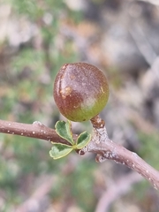 Commiphora capensis