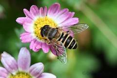 Eristalis cerealis