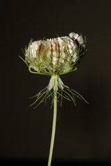 Artedia squamata