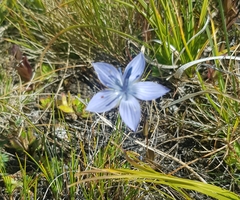 Lomatogonium carinthiacum