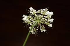 Artedia squamata