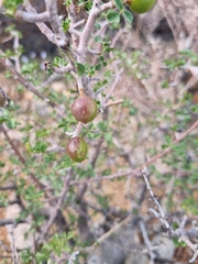 Commiphora capensis