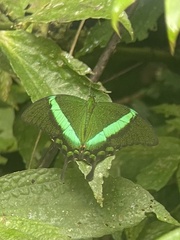 Papilio palinurus