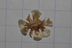 Artedia squamata