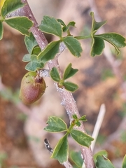 Commiphora capensis