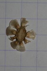 Artedia squamata