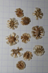 Artedia squamata