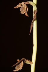 Ophrys fuciflora libanotica