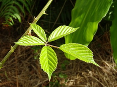 Rubus hochstetterorum