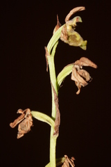 Ophrys fuciflora libanotica