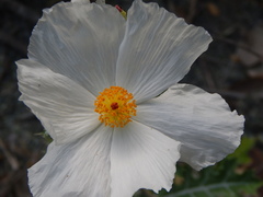 Argemone grandiflora