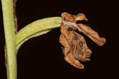 Ophrys fuciflora libanotica