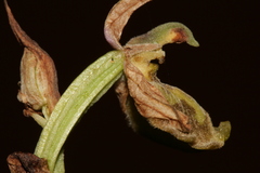 Ophrys fuciflora libanotica