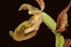 Ophrys fuciflora libanotica