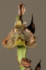 Ophrys fuciflora libanotica