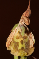 Ophrys fuciflora libanotica