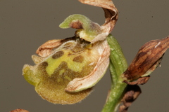 Ophrys fuciflora libanotica