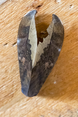 Phyllodes imperialis