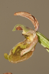Ophrys fuciflora libanotica