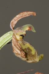 Ophrys fuciflora libanotica