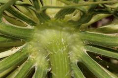 Daucus carota maximus